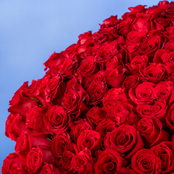 Купить Букет из 300 красных роз 70 см (Эквадор) в  с бесплатной доставкой: цена, фото, описание