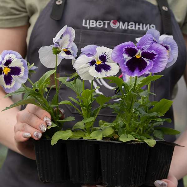 Купить Рассада Виола микс кассета 6 ячеек в  с бесплатной доставкой: цена, фото, описание