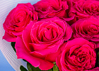 Купить Букет из 13 розовых роз 50 см (Эквадор) в  с бесплатной доставкой: цена, фото, описание