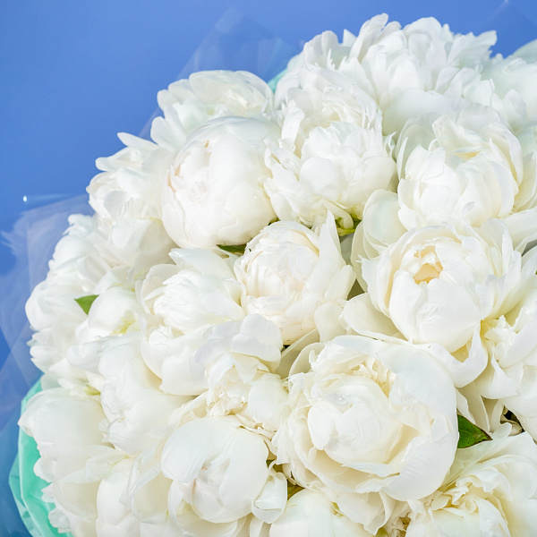 Купить Букет из 50 белых пионов (Премиум) в  с бесплатной доставкой: цена, фото, описание