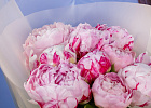 Купить Букет из 9 розовых пионов (Премиум) в  с бесплатной доставкой: цена, фото, описание
