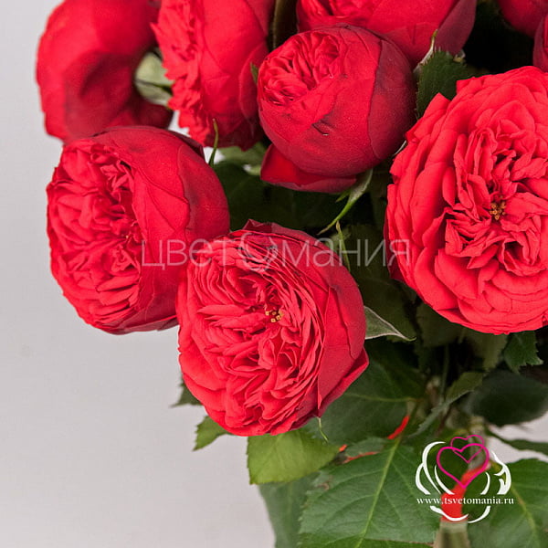 Купить Пионовидная роза Ред Пиано в  с бесплатной доставкой: цена, фото, описание