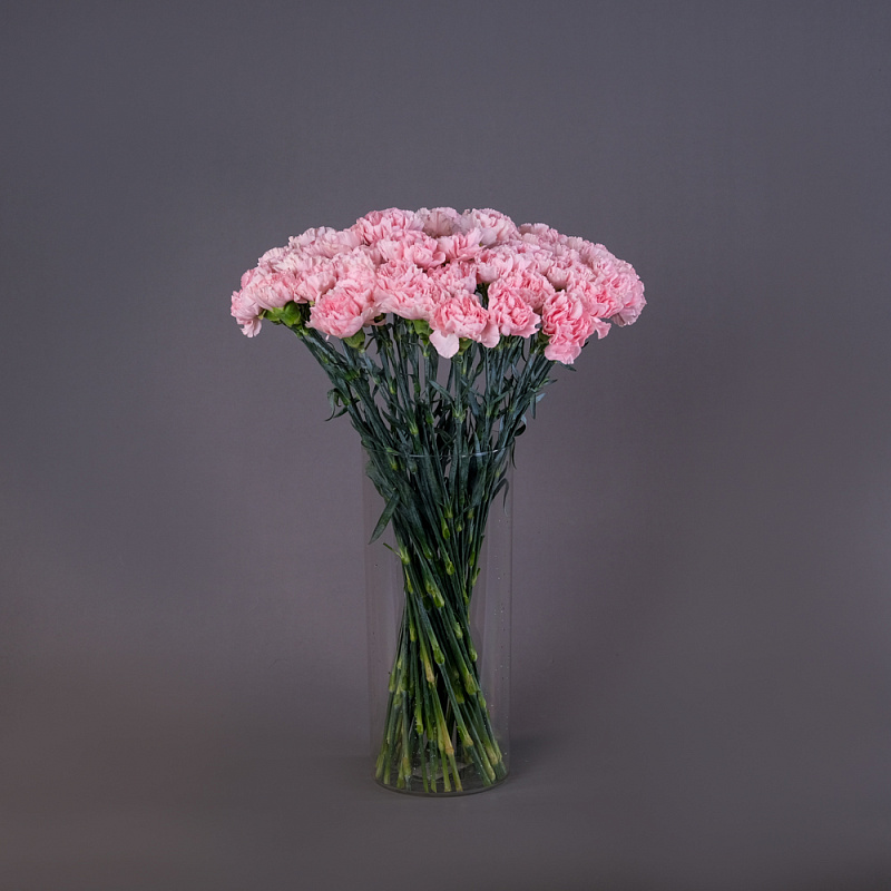 Охапка розовых гвоздик 