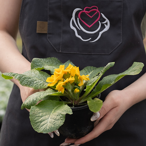 Купить Рассада Примула (Первоцвет) в горшке в  с бесплатной доставкой: цена, фото, описание