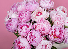 Купить Пионы розовые (Премиум) в  с бесплатной доставкой: цена, фото, описание