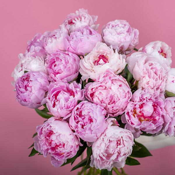 Купить Пионы розовые (Премиум) в  с бесплатной доставкой: цена, фото, описание