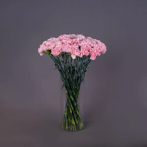 Купить Охапка гвоздик в  с бесплатной доставкой: цена, фото, описание