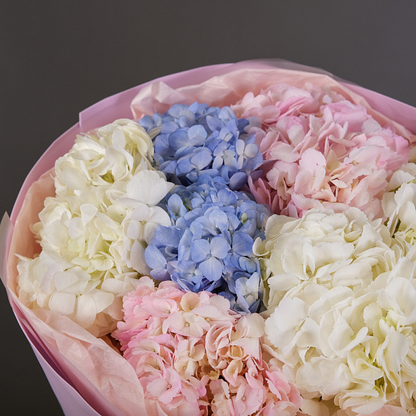 Купить Букет из 7 гортензий в упаковке в  с бесплатной доставкой: цена, фото, описание