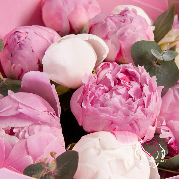 Купить Букет из 11 белых и розовых пионов (Премиум) с эвкалиптом в  с бесплатной доставкой: цена, фото, описание