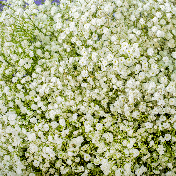 Купить Букет из 101 гипсофилы в  с бесплатной доставкой: цена, фото, описание