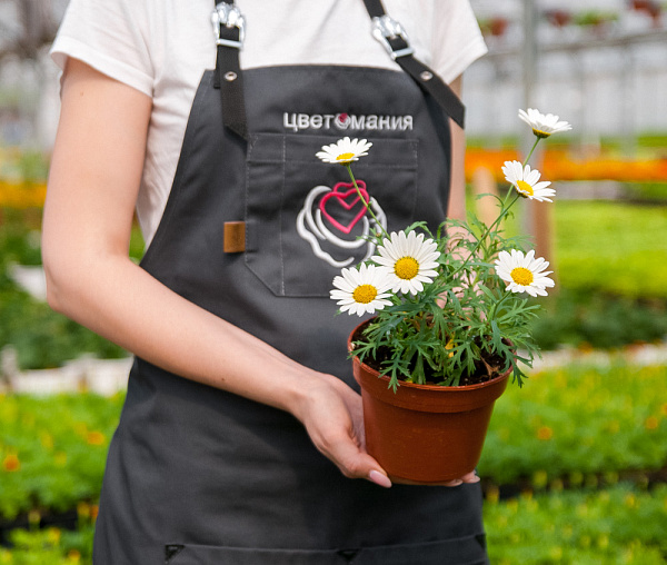 Купить Рассада Остеоспермум mix в горшке в  с бесплатной доставкой: цена, фото, описание