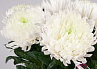 Купить Хризантема белая в Санкт-Петербурге с бесплатной доставкой: цена, фото, описание