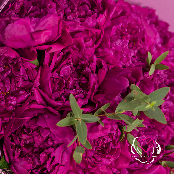 Купить Букет из 15 пионов с эвкалиптом (Стандарт) в  с бесплатной доставкой: цена, фото, описание