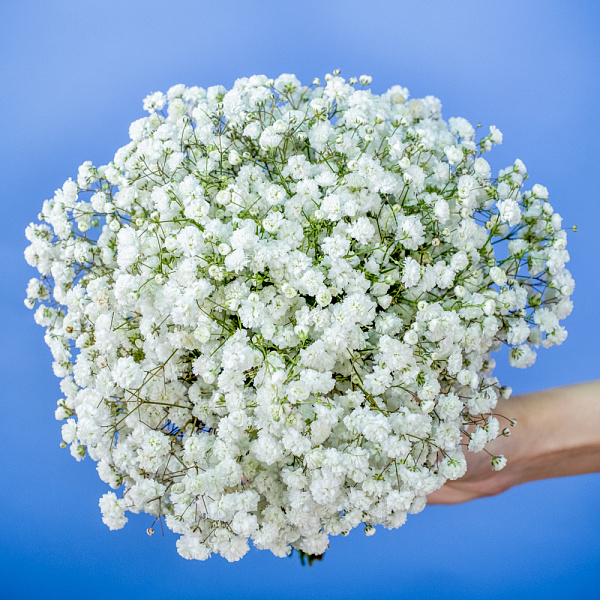 Купить Свадебный букет из белой гипсофилы в  с бесплатной доставкой: цена, фото, описание