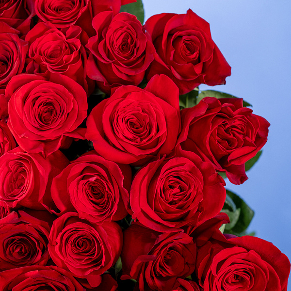 Купить Букет из 300 красных роз 70 см (Эквадор) в  с бесплатной доставкой: цена, фото, описание