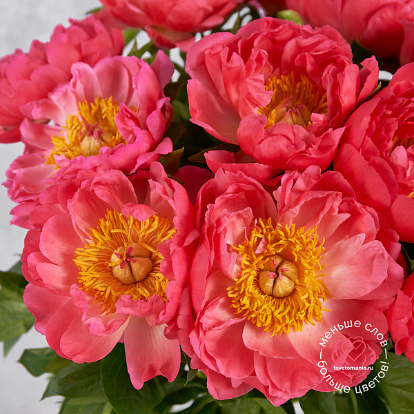 Купить Пионы коралловые (Премиум) в  с бесплатной доставкой: цена, фото, описание