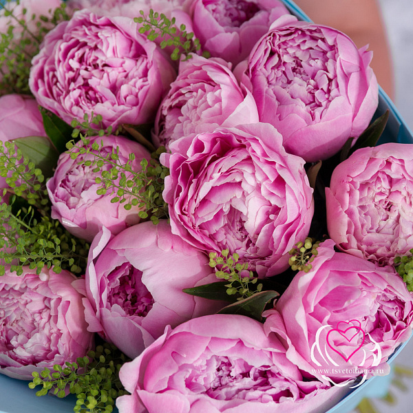 Купить Букет из 15 розовых пионов (Стандарт) с тиласпией в  с бесплатной доставкой: цена, фото, описание