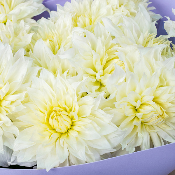 Купить Букет из белых георгинов в  с бесплатной доставкой: цена, фото, описание