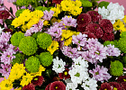 Купить Хризантемы сантини микс поштучно в  с бесплатной доставкой: цена, фото, описание