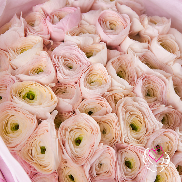 Купить Букет из 51 ранункулюса в  с бесплатной доставкой: цена, фото, описание