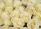 Букет из 51 белой розы 40-50 см (Эквадор) 6 Купить Букет из 51 белой розы 40-50 см (Эквадор) в  с бесплатной доставкой: цена, фото, описание