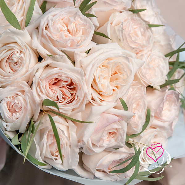 Купить Букет из 25 пионовидных роз Вайт Охара с эвкалиптом в  с бесплатной доставкой: цена, фото, описание