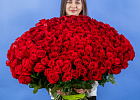 Купить Букет из 300 красных роз 70 см (Эквадор) в  с бесплатной доставкой: цена, фото, описание