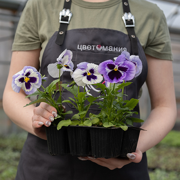 Купить Рассада Виола микс кассета 6 ячеек в  с бесплатной доставкой: цена, фото, описание