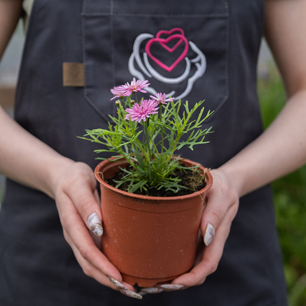 Купить Рассада Аргирантемум в горшке в  с бесплатной доставкой: цена, фото, описание