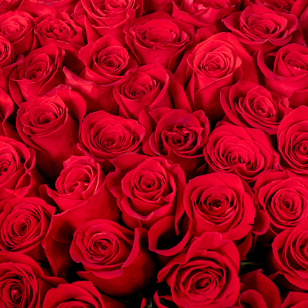 Купить Букет из 60 красных роз 50 см (Эквадор) в  с бесплатной доставкой: цена, фото, описание