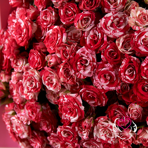 Купить Букет из 25 кустовых роз Фаерворк в  с бесплатной доставкой: цена, фото, описание