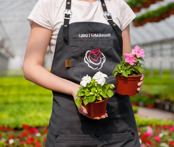 Купить Рассада Бальзамин гибридный в  с бесплатной доставкой: цена, фото, описание