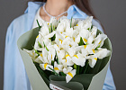 Купить Букет из 17 белых ирисов в упаковке в  с бесплатной доставкой: цена, фото, описание