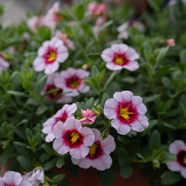 Купить Рассада Петуния ампельная в кашпо в  с бесплатной доставкой: цена, фото, описание