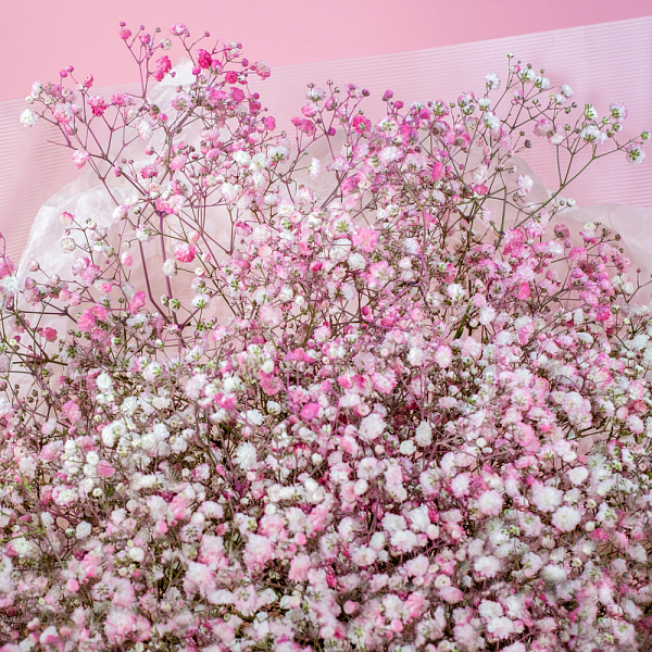 Купить Гипсофилы розово-белые в  с бесплатной доставкой: цена, фото, описание