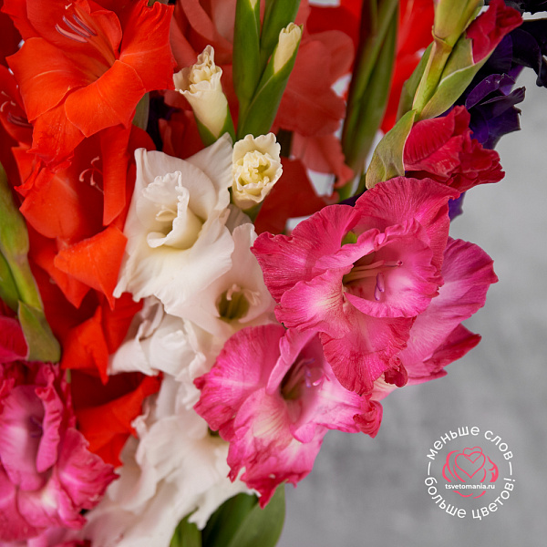 Купить Гладиолусы поштучно в  с бесплатной доставкой: цена, фото, описание