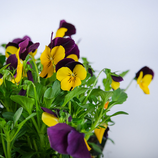 Купить Рассада Виола в ассортименте кассета 6 ячеек в  с бесплатной доставкой: цена, фото, описание