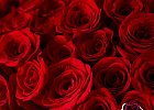 Купить Букет из 101 красной розы 60-70 см (Эквадор) в Санкт-Петербурге с бесплатной доставкой: цена, фото, описание