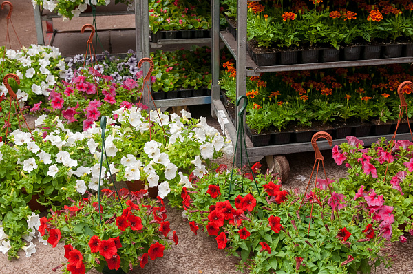 Купить Рассада Сурфиния ампельная в кашпо  в  с бесплатной доставкой: цена, фото, описание