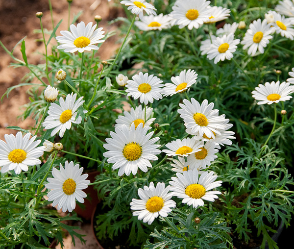 Купить Рассада Остеоспермум mix в горшке в  с бесплатной доставкой: цена, фото, описание