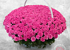 Купить Корзина из 601 розы (Россия) в Санкт-Петербурге с бесплатной доставкой: цена, фото, описание