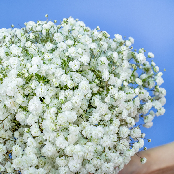 Купить Свадебный букет из белой гипсофилы в  с бесплатной доставкой: цена, фото, описание