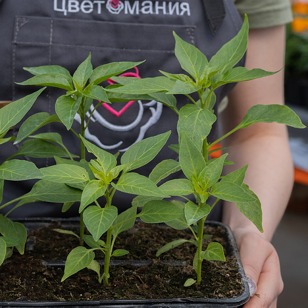Купить Рассада Перец кассета 6 шт в  с бесплатной доставкой: цена, фото, описание