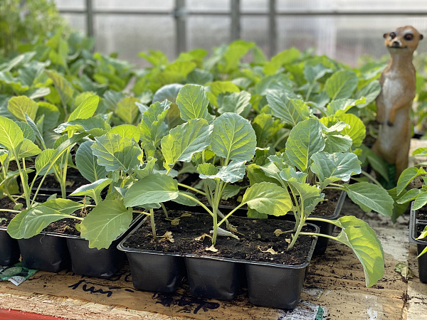 Купить Рассада Капуста в  с бесплатной доставкой: цена, фото, описание