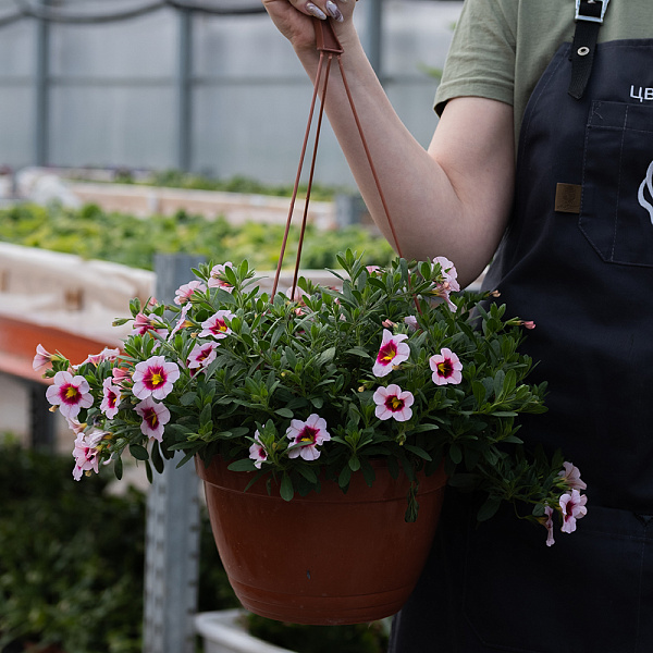 Купить Рассада Петуния ампельная в кашпо в  с бесплатной доставкой: цена, фото, описание
