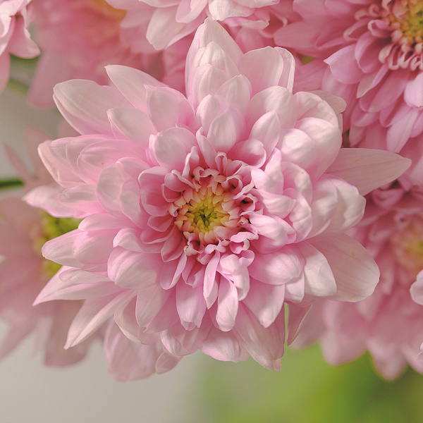 Купить Букет из 15 розовых кустовых хризантем в  с бесплатной доставкой: цена, фото, описание