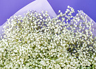Купить Букет из 101 гипсофилы в  с бесплатной доставкой: цена, фото, описание