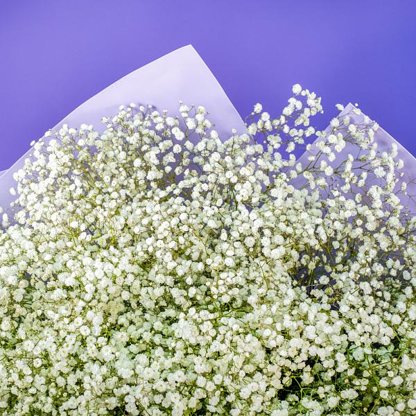 Купить Букет из 101 гипсофилы в  с бесплатной доставкой: цена, фото, описание