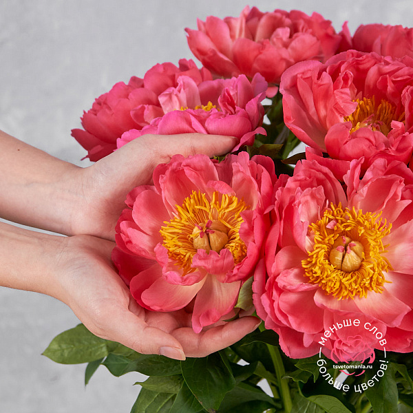 Купить Пионы коралловые (Премиум) в  с бесплатной доставкой: цена, фото, описание
