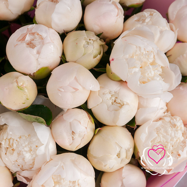 Купить Букет из 35 белых пионов (Стандарт) в  с бесплатной доставкой: цена, фото, описание